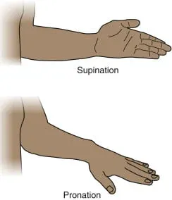 Forearm Pronation and Supination